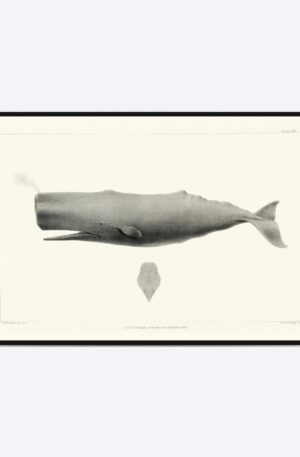 Sperm Whale - 50x70 cm