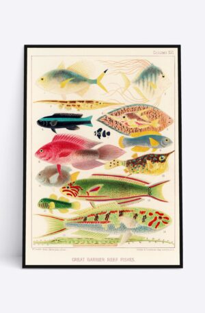 Great Barrier Reef Fishes Vol. 2 - 70x100 cm