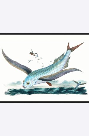 Flying Fish Vol. 2 - 50x70 cm