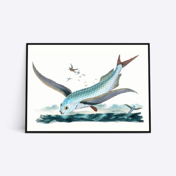 Flying Fish Vol. 2 - 50x70 cm