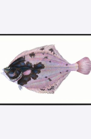 Rosa Flatfish - 50x70 cm