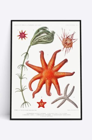 Starfish and more - 70x100 cm