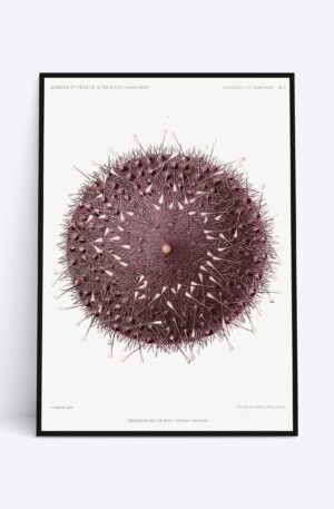 Sea Urchin - 70x100 cm