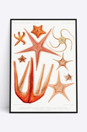 Starfish - 70x100 cm