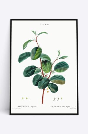 Rhamnus Alpinus - 70x100 cm