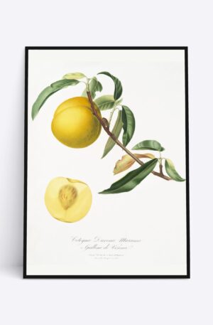 Yellow Peach - 70x100 cm