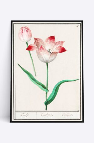 Tulip - 70x100 cm