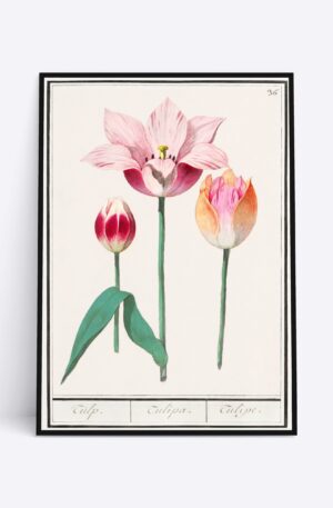 Three Tulips - 70x100 cm