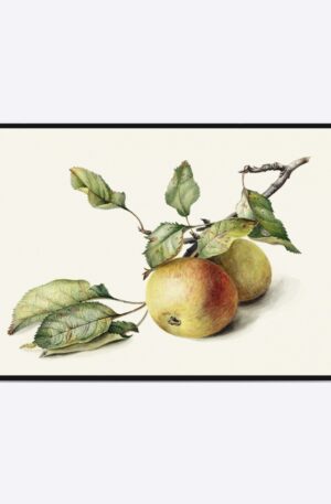 Apples - 50x70 cm