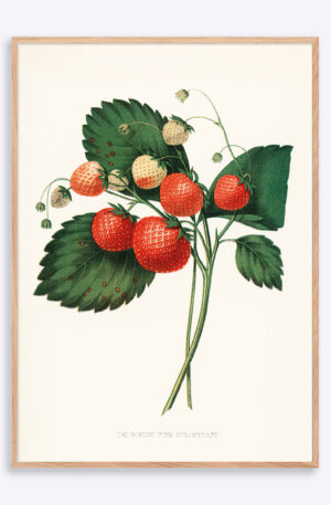 The Boston Pine Strawberry - 70x100 cm